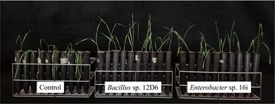 Bioprospecting Plant Growth-Promoting Rhizobacteria That Mitigate Drought Stress in Grasses